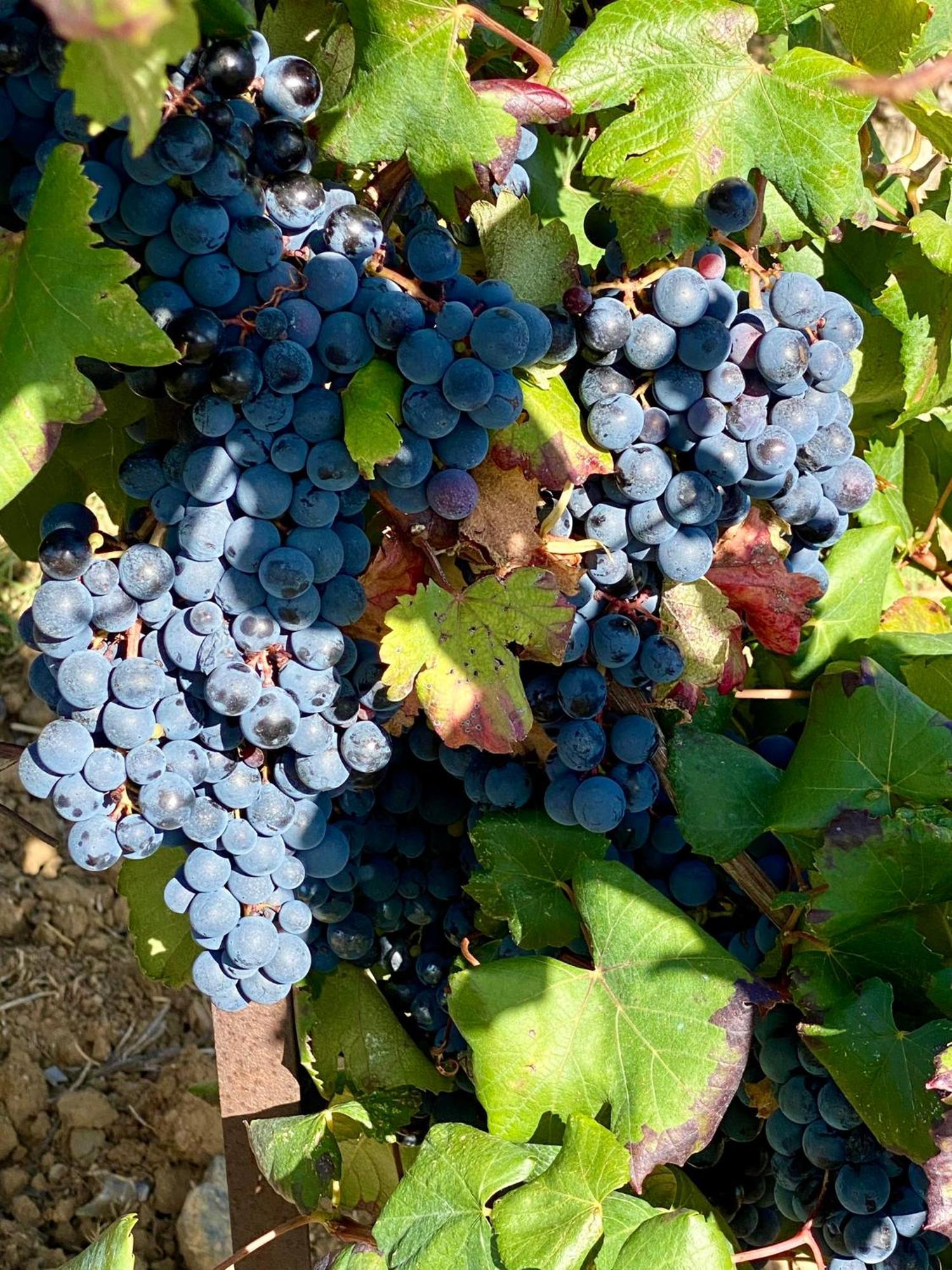 Maison Du Midi, 2 Gites De Charme Ginestas Eksteriør billede